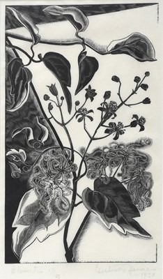 Lot 175 - Gertrude Hermes (1901-1983) Clematis, 1930...