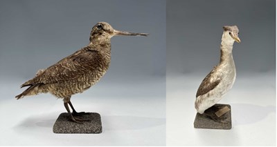 Lot 291 - Taxidermy: a Woodcock (Scolopax),...