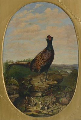 Lot 419 - M.S. (British, late 19th Century), a pheasant,...