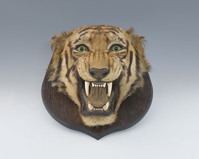 Lot 658 - A Victorian taxidermy tigers head, mounted on...