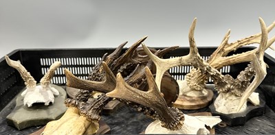 Lot 81 - A collection of six roe deer trophy antlers,...