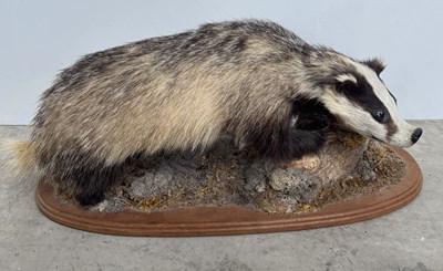 Lot 800 - A mounted taxidermy badger.