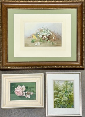 Lot 555 - A collection of original botanical studies:...